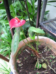 Anthurium andraeanum