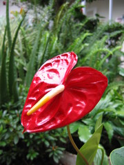 Anthurium andraeanum