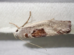 Tymbophora peltastis