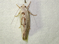 Tymbophora peltastis