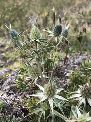 Eryngium beecheyanum
