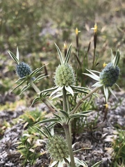 Eryngium beecheyanum