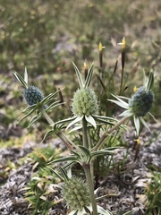 Eryngium beecheyanum