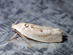 Tymbophora peltastis