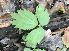 Hydrophyllum virginianum