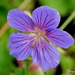 Himalayan Crane's-Bill - Photo (c) Chief RedEarth, some rights reserved (CC BY-NC-ND), uploaded by Chief RedEarth