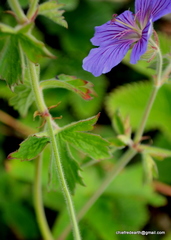 Geranium himalayense