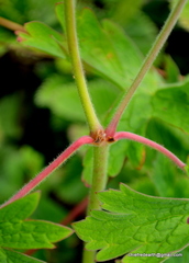 Geranium himalayense