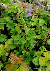 Geranium himalayense