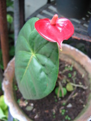 Anthurium andraeanum
