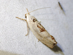 Tymbophora peltastis