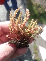 Crassula alata