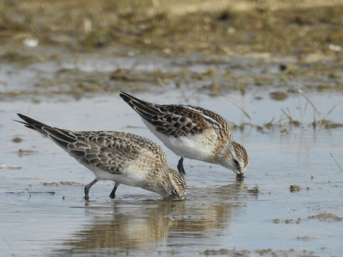 Little Stint