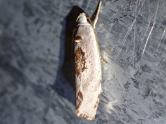 Tymbophora peltastis