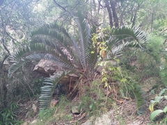 Encephalartos longifolius