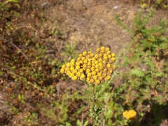 Achillea ageratum