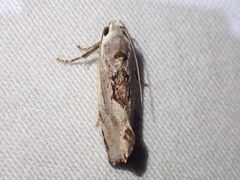 Tymbophora peltastis
