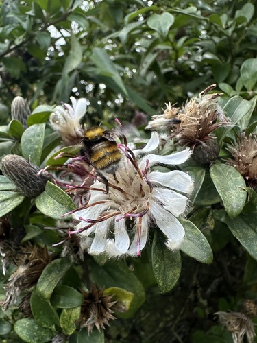Barnadesia spinosa, photograph 4