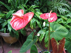Anthurium andraeanum