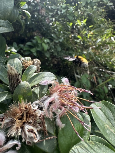 Barnadesia spinosa, photograph 5