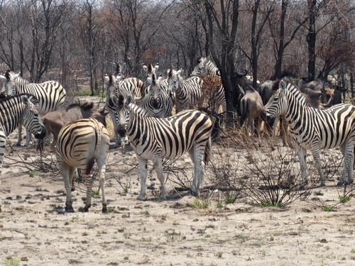 Burchell's Zebra