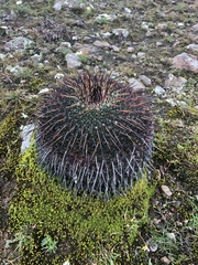 Mammillaria mystax