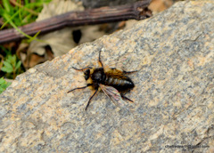 Grypoctonus