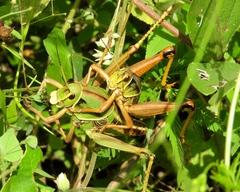 Brachystola behrensii