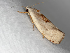 Tymbophora peltastis