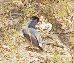 Hypsipetes madagascariensis