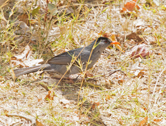 Hypsipetes madagascariensis