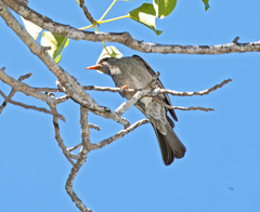 Hypsipetes madagascariensis