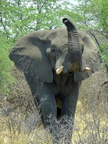 African Savanna Elephant