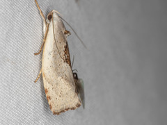 Tymbophora peltastis