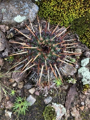 Mammillaria mystax