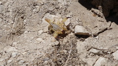 Anuroctonus phaiodactylus