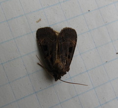 Pseudohermonassa tenuicula