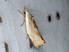 Tymbophora peltastis
