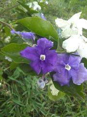 Brunfelsia australis