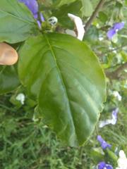 Brunfelsia australis