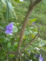 Brunfelsia australis