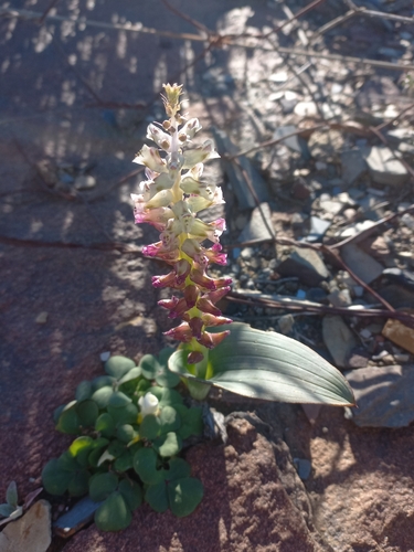Auriol's Viooltjie (Lachenalia aurioliae)
