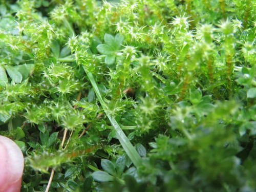 Garbanotoji kerėža nuotrauka