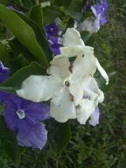 Brunfelsia australis