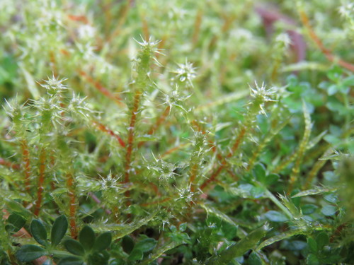 Garbanotoji kerėža nuotrauka