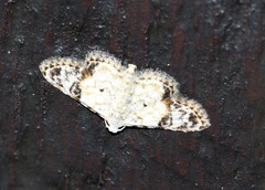 Araeopteron epiphracta