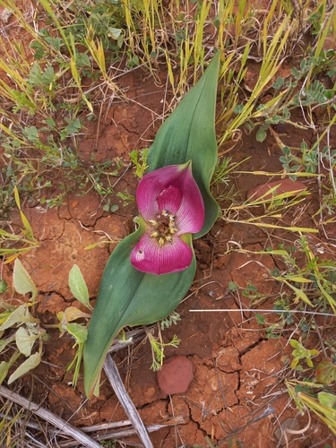 White Cup-and-saucer (Colchicum burchellii)