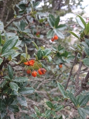 Berberis ilicifolia
