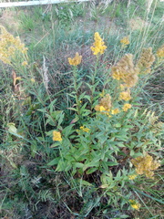 Solidago × niederederi
