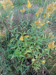 Solidago × niederederi